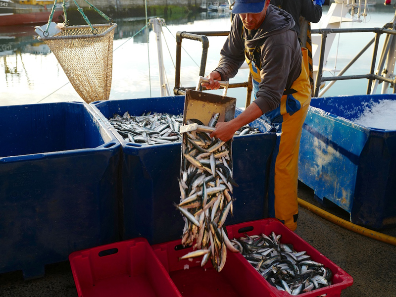 Sustainable Fishing in Cornwall - Cornish Fish Producers Organisation